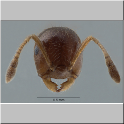 Crematogaster borneensis Andr, 1896 frontal