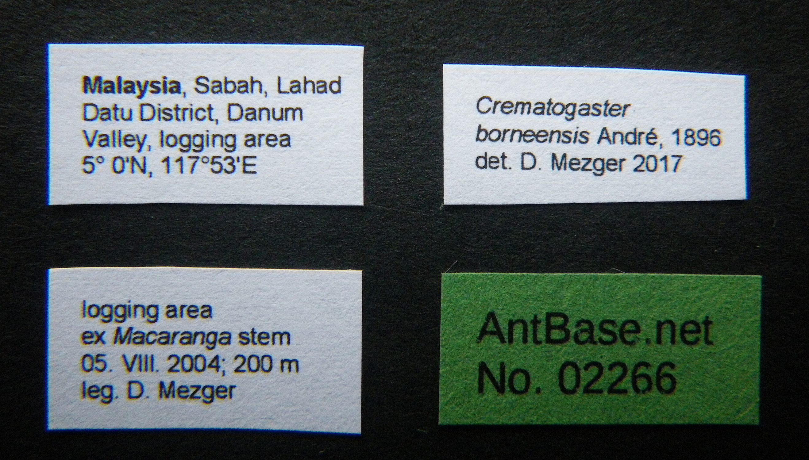 Foto Crematogaster borneensis Andr, 1896 Label