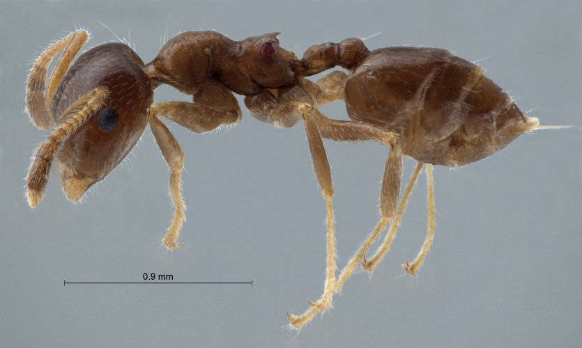 Crematogaster borneensis Andr, 1896 lateral