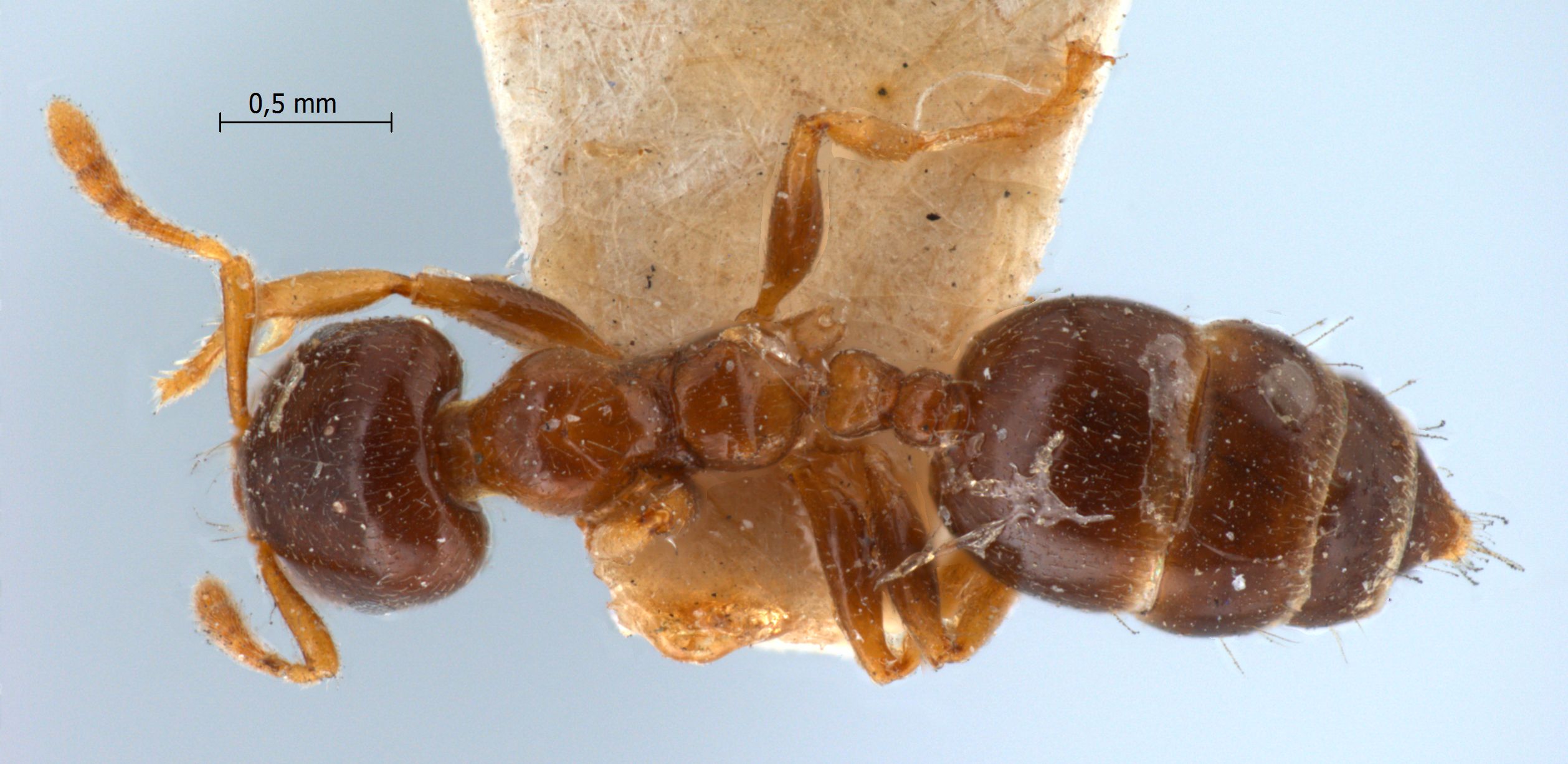 Foto Crematogaster captiosa Forel, 1911 dorsal