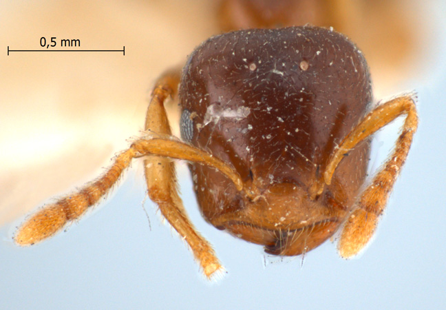 Crematogaster captiosa Forel, 1911 frontal