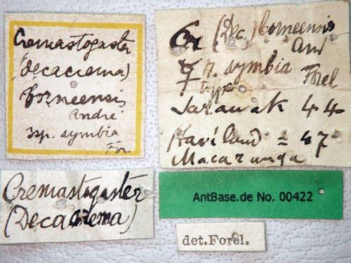 Crematogaster captiosa Forel, 1911 Label