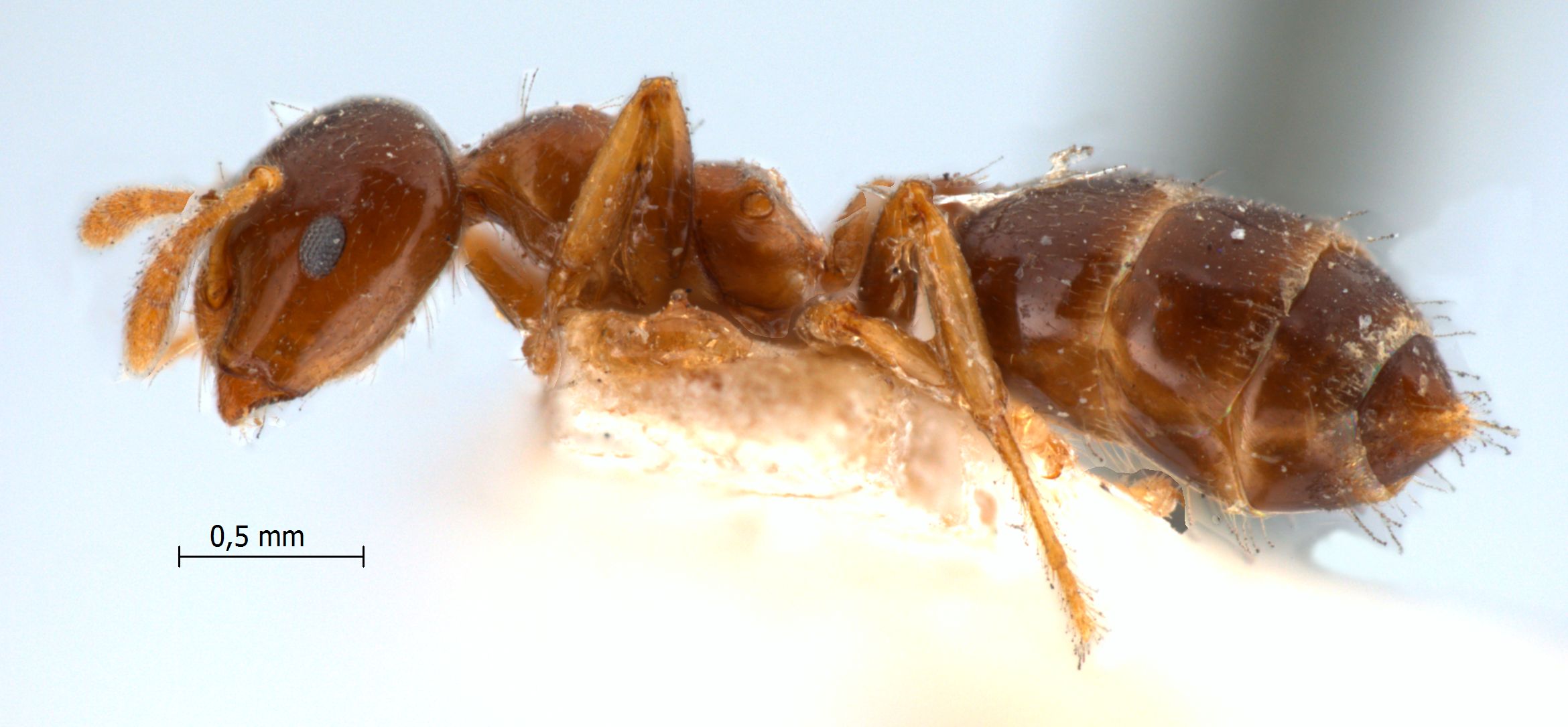 Foto Crematogaster captiosa Forel, 1911 lateral