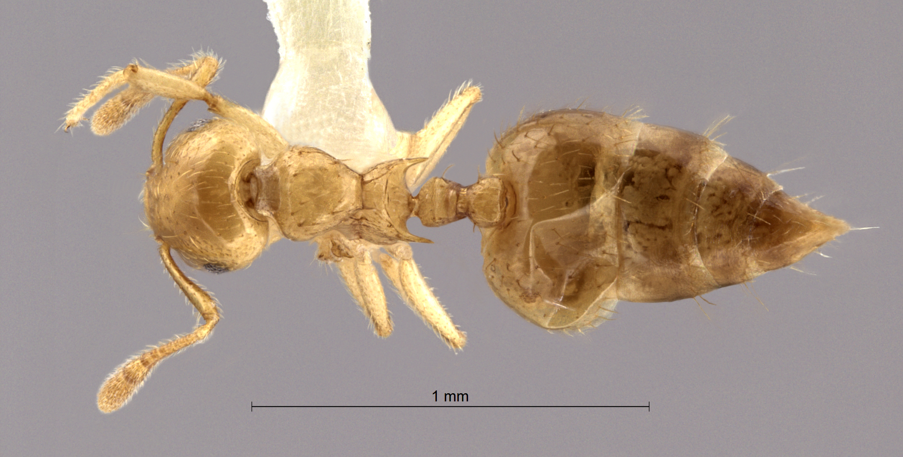 Foto Crematogaster celebensis Hosoishi & Ogata, 2016 dorsal