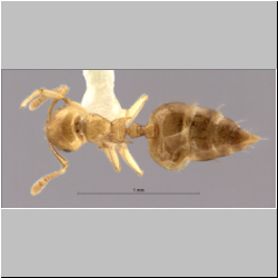 Crematogaster celebensis Hosoishi & Ogata, 2016 dorsal