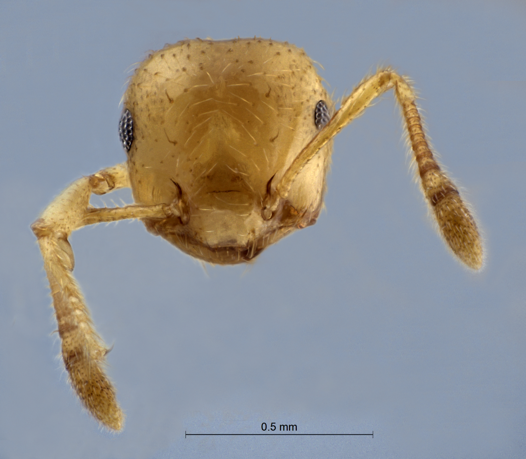 Foto Crematogaster celebensis Hosoishi & Ogata, 2016 frontal