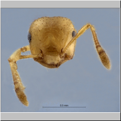 Crematogaster celebensis Hosoishi & Ogata, 2016 frontal