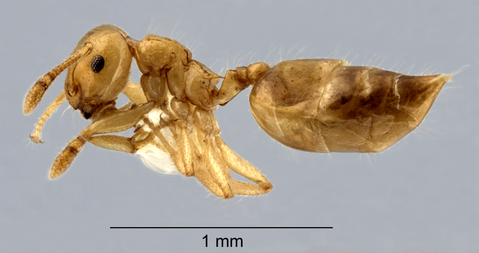 Crematogaster celebensis Hosoishi & Ogata, 2016 lateral