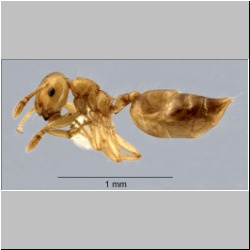 Crematogaster celebensis Hosoishi & Ogata, 2016 lateral