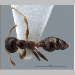 Crematogaster claudiae Feldhaar, Maschwitz & Fiala, 2016 dorsal