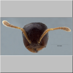 Crematogaster claudiae Feldhaar, Maschwitz & Fiala, 2016 frontal