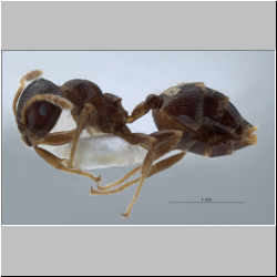 Crematogaster claudiae Feldhaar, Maschwitz & Fiala, 2016 lateral