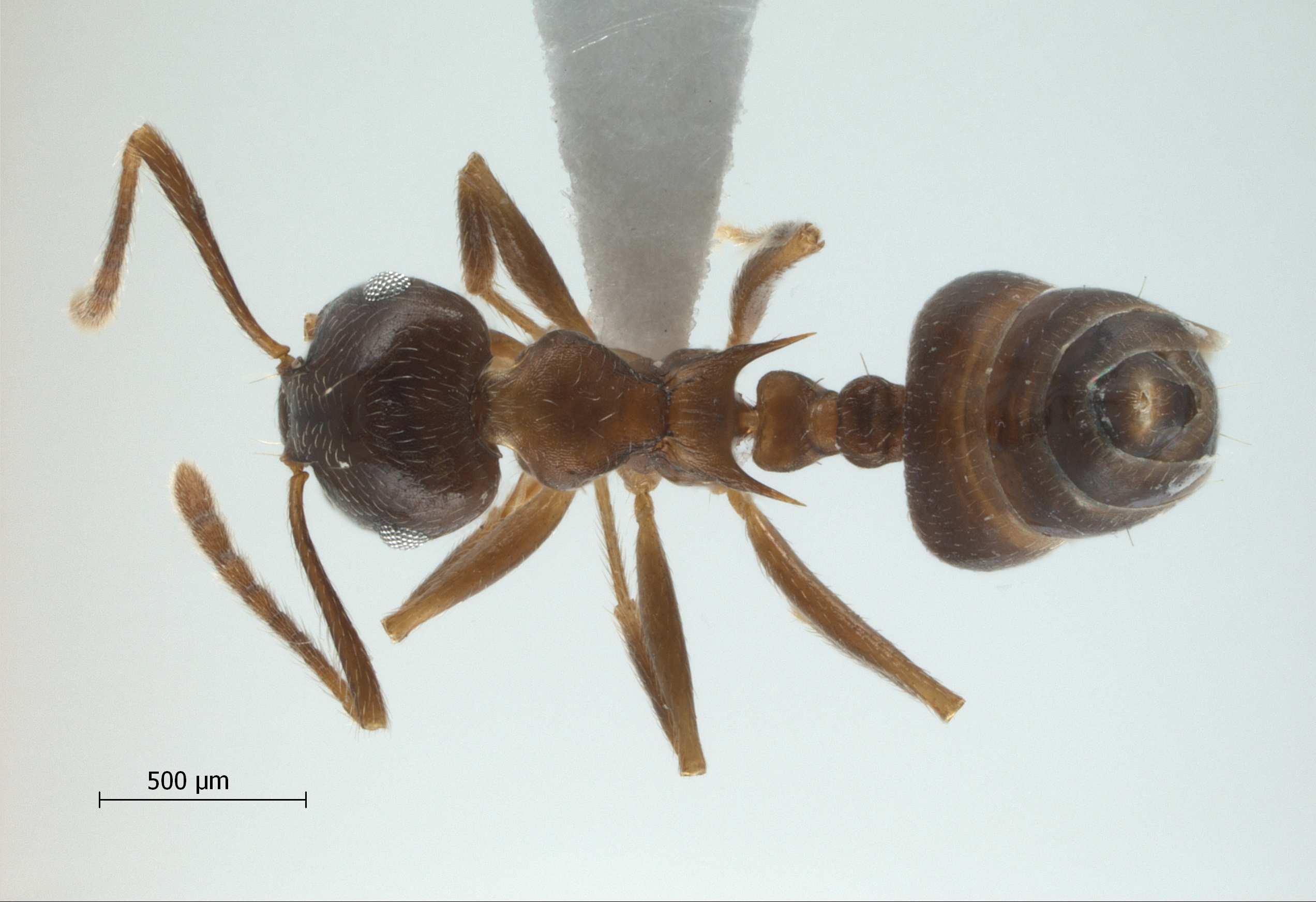 Foto Crematogaster coriaria Mayr, 1872 dorsal