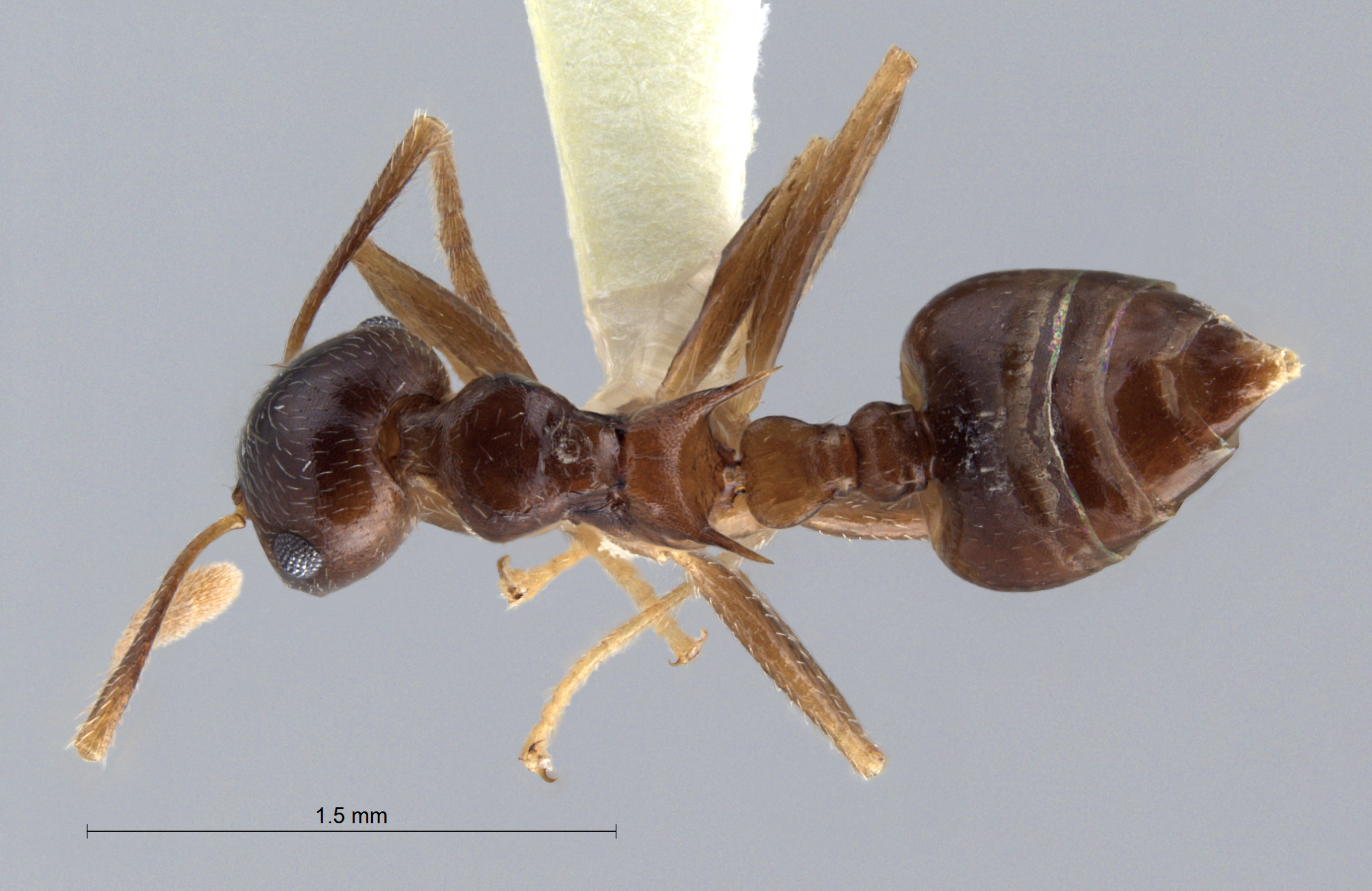 Foto Crematogaster coriaria Mayr, 1872 dorsal