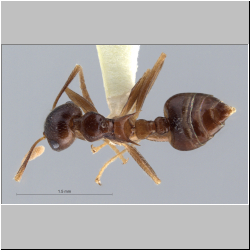 Crematogaster coriaria Mayr, 1872 dorsal