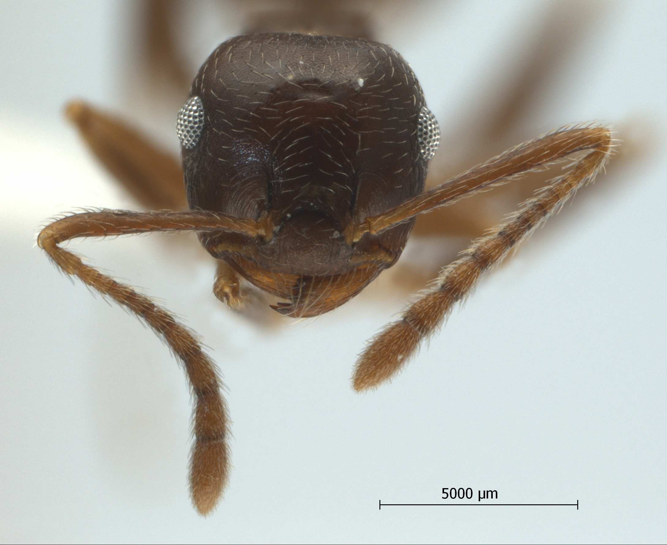 Foto Crematogaster coriaria Mayr, 1872 frontal