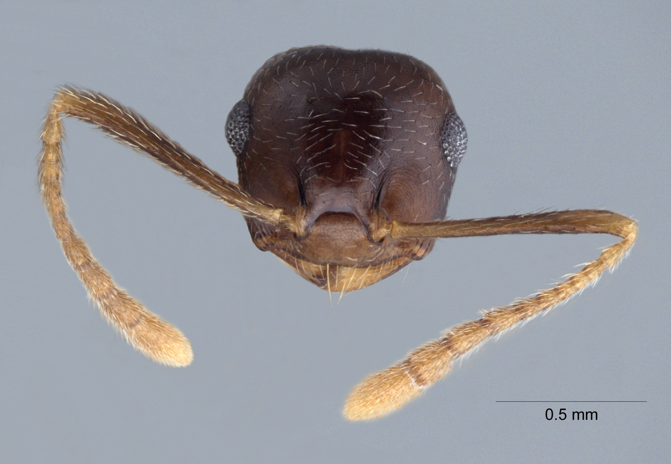 Foto Crematogaster coriaria Mayr, 1872 frontal