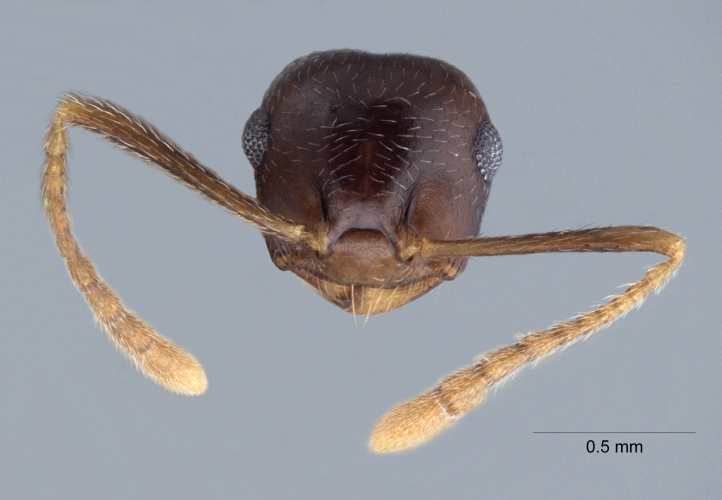 Crematogaster coriaria Mayr, 1872 frontal