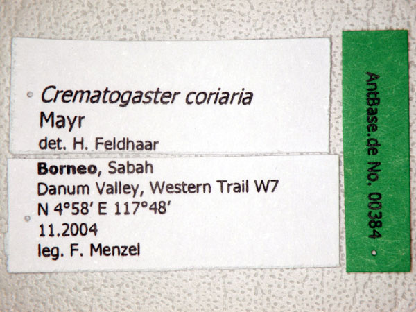 Foto Crematogaster coriaria Mayr, 1872 Label