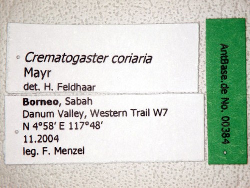 Crematogaster coriaria Mayr, 1872 Label