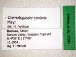 Crematogaster coriaria Mayr, 1872 Label