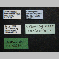 Crematogaster coriaria Mayr, 1872 Label