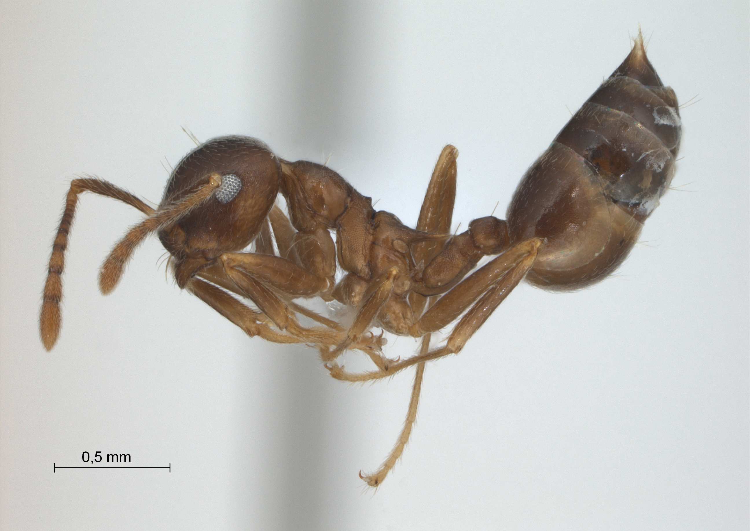 Foto Crematogaster coriaria Mayr, 1872 lateral