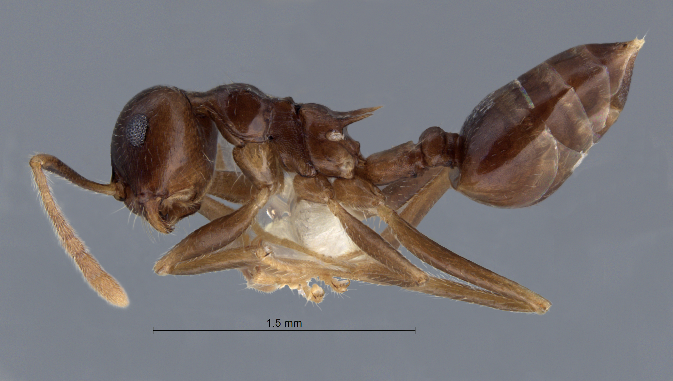 Foto Crematogaster coriaria Mayr, 1872 lateral