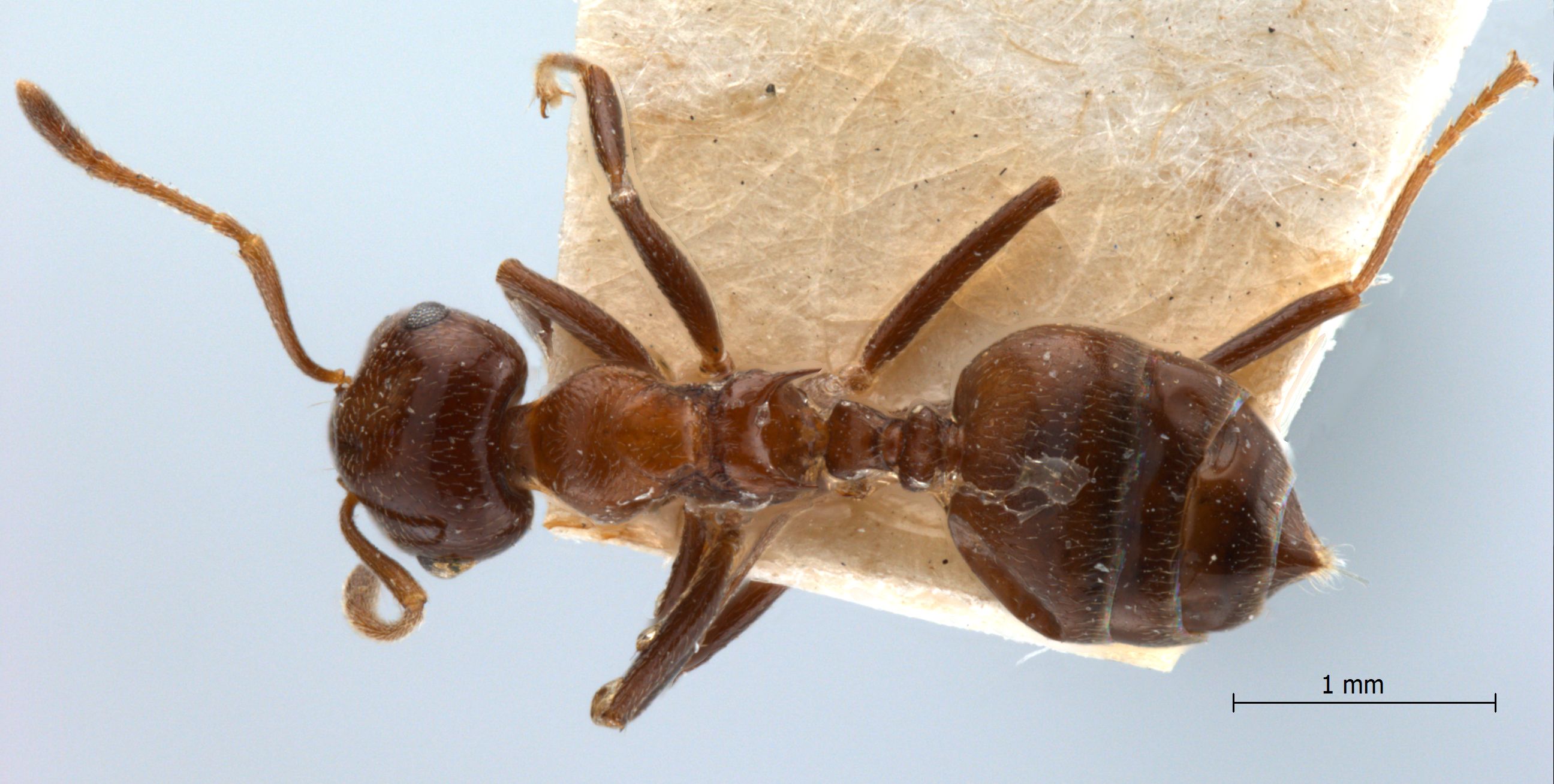 Foto Crematogaster daisyi Forel, 1901 dorsal