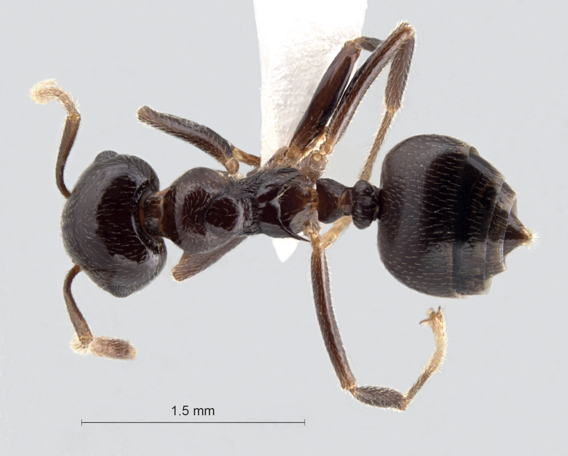 Foto Crematogaster daisyi Forel, 1901 dorsal