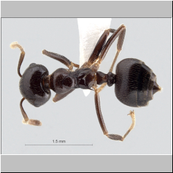 Crematogaster daisyi Forel, 1901 dorsal