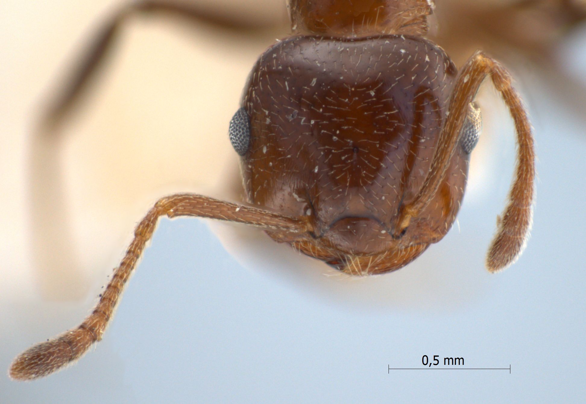 Foto Crematogaster daisyi Forel, 1901 frontal