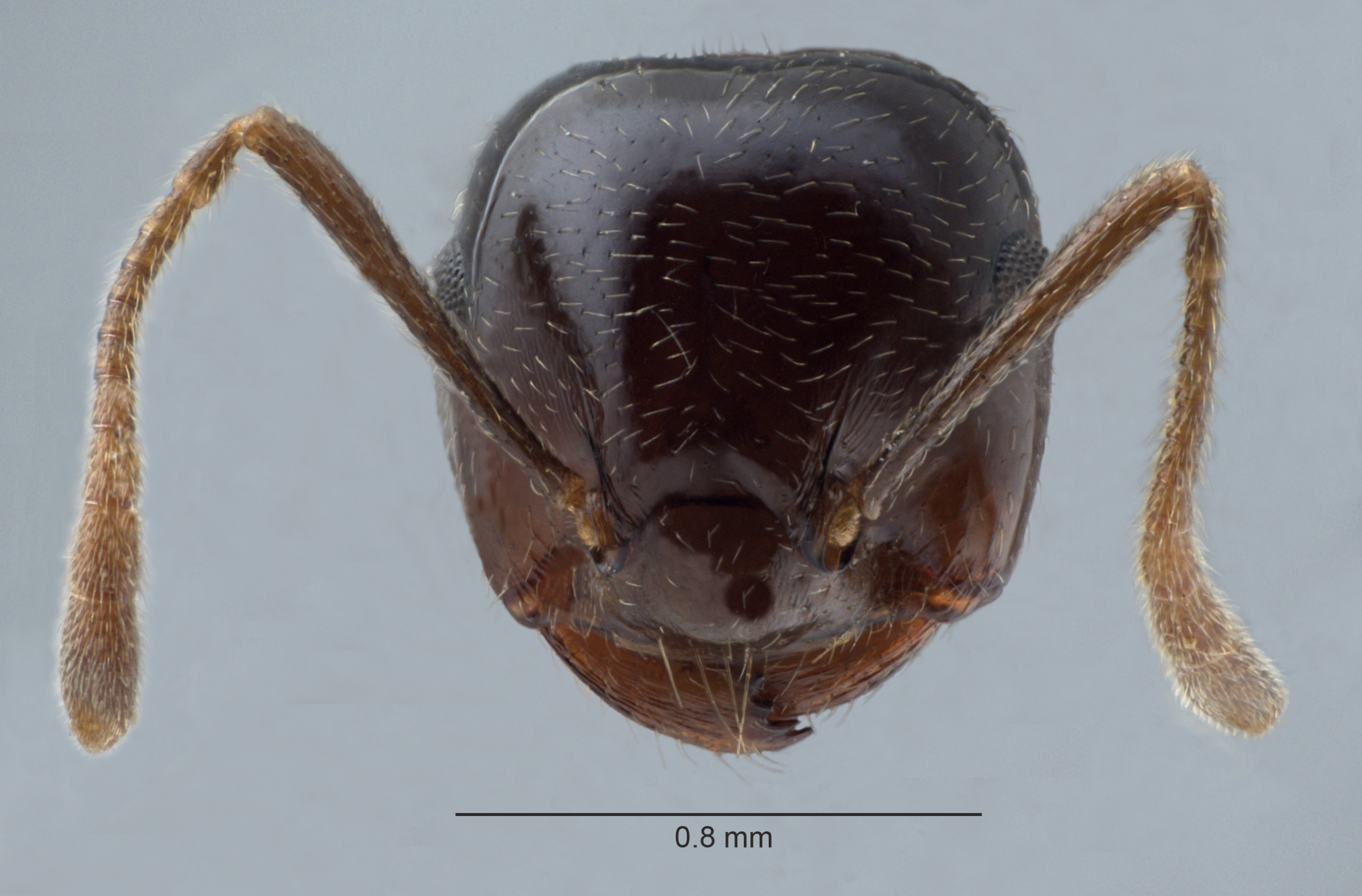 Foto Crematogaster daisyi Forel, 1901 frontal