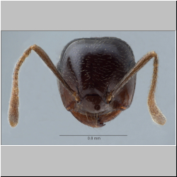 Crematogaster daisyi Forel, 1901 frontal