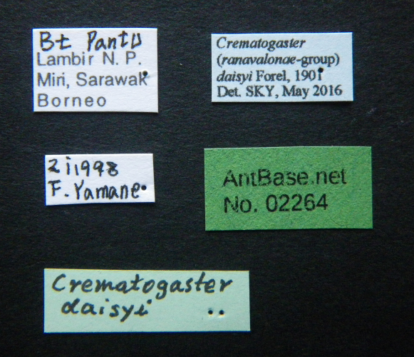 Crematogaster daisyi Forel, 1901 Label