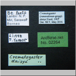 Crematogaster daisyi Forel, 1901 Label