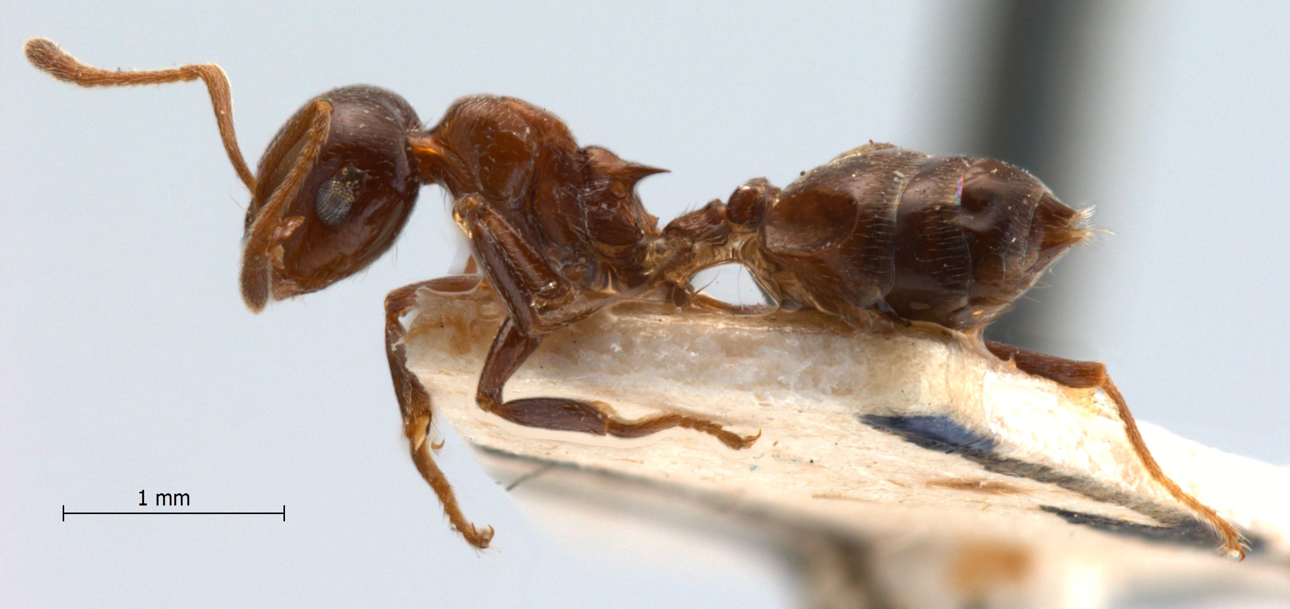Foto Crematogaster daisyi Forel, 1901 lateral