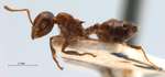 Crematogaster daisyi Forel, 1901 lateral