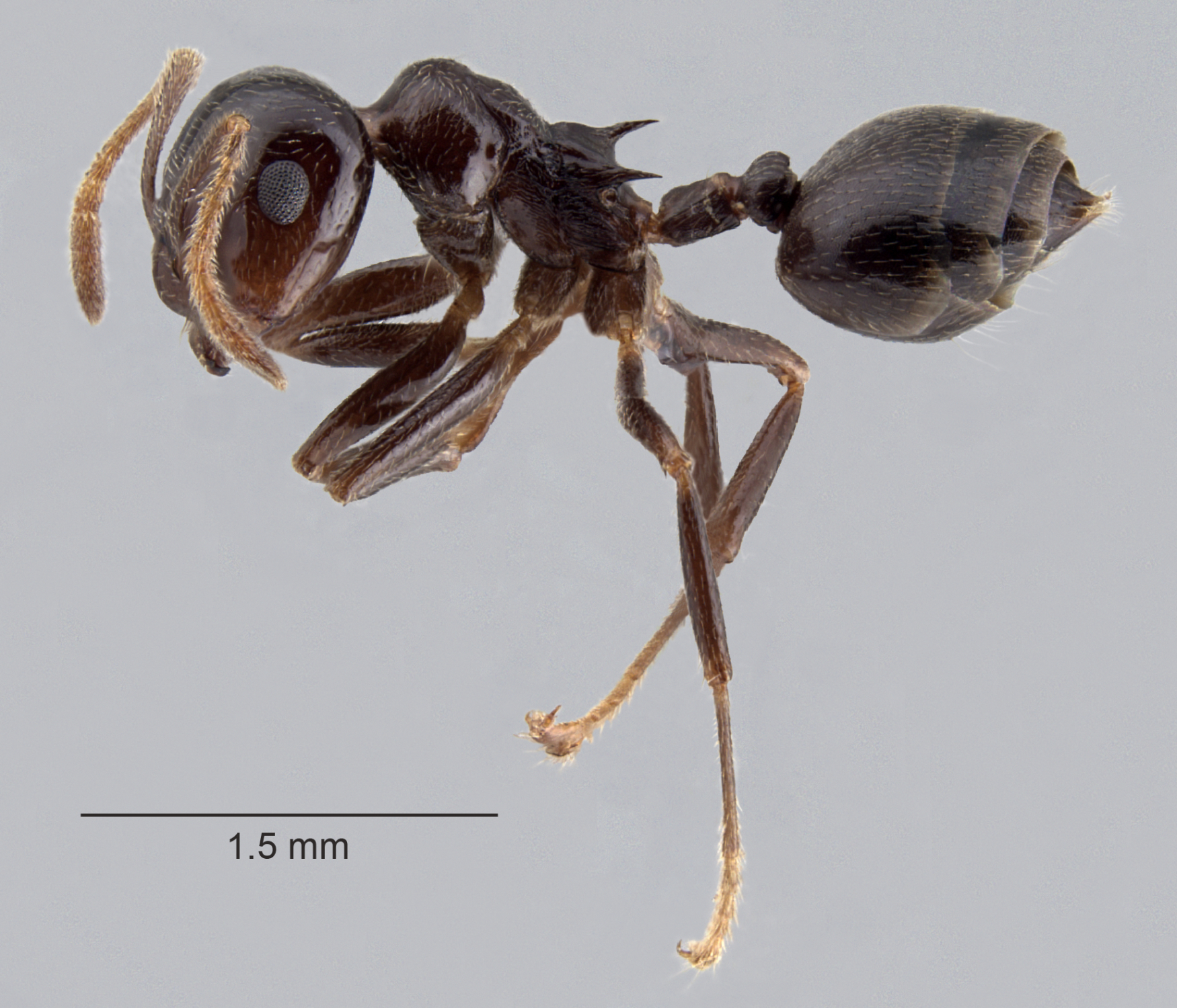 Foto Crematogaster daisyi Forel, 1901 lateral