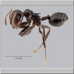 Crematogaster daisyi Forel, 1901 lateral