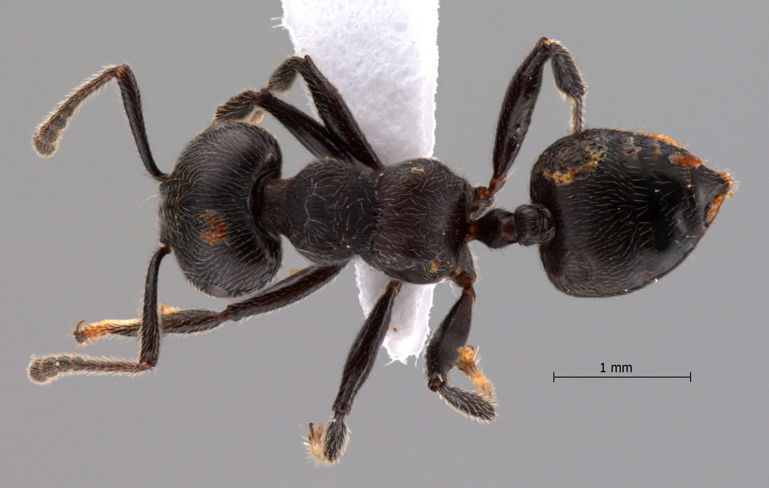 Foto Crematogaster difformis Smith, 1857 dorsal