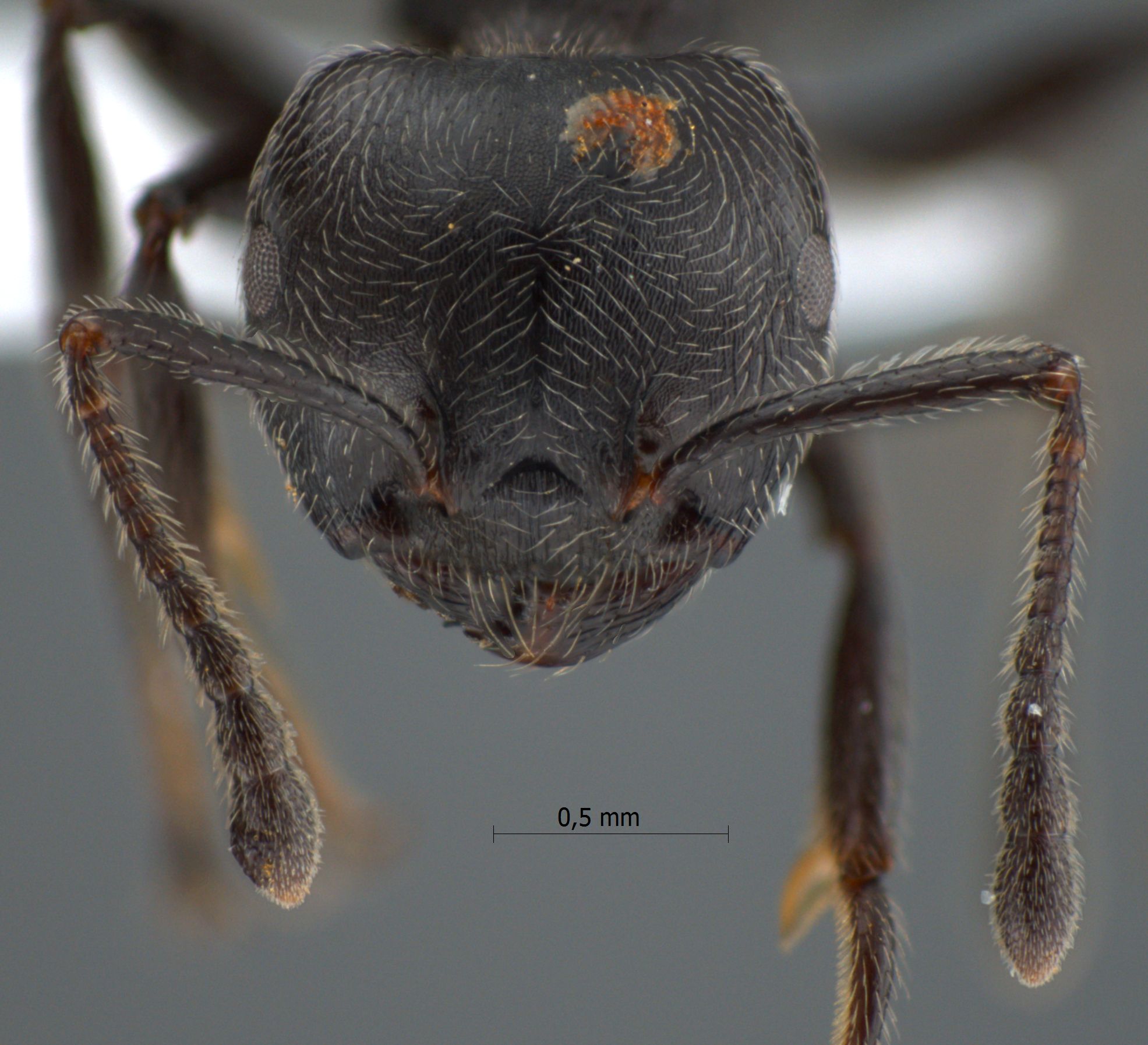 Foto Crematogaster difformis Smith, 1857 frontal