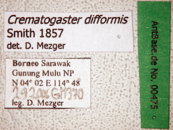 Foto Crematogaster difformis Smith, 1857 Label