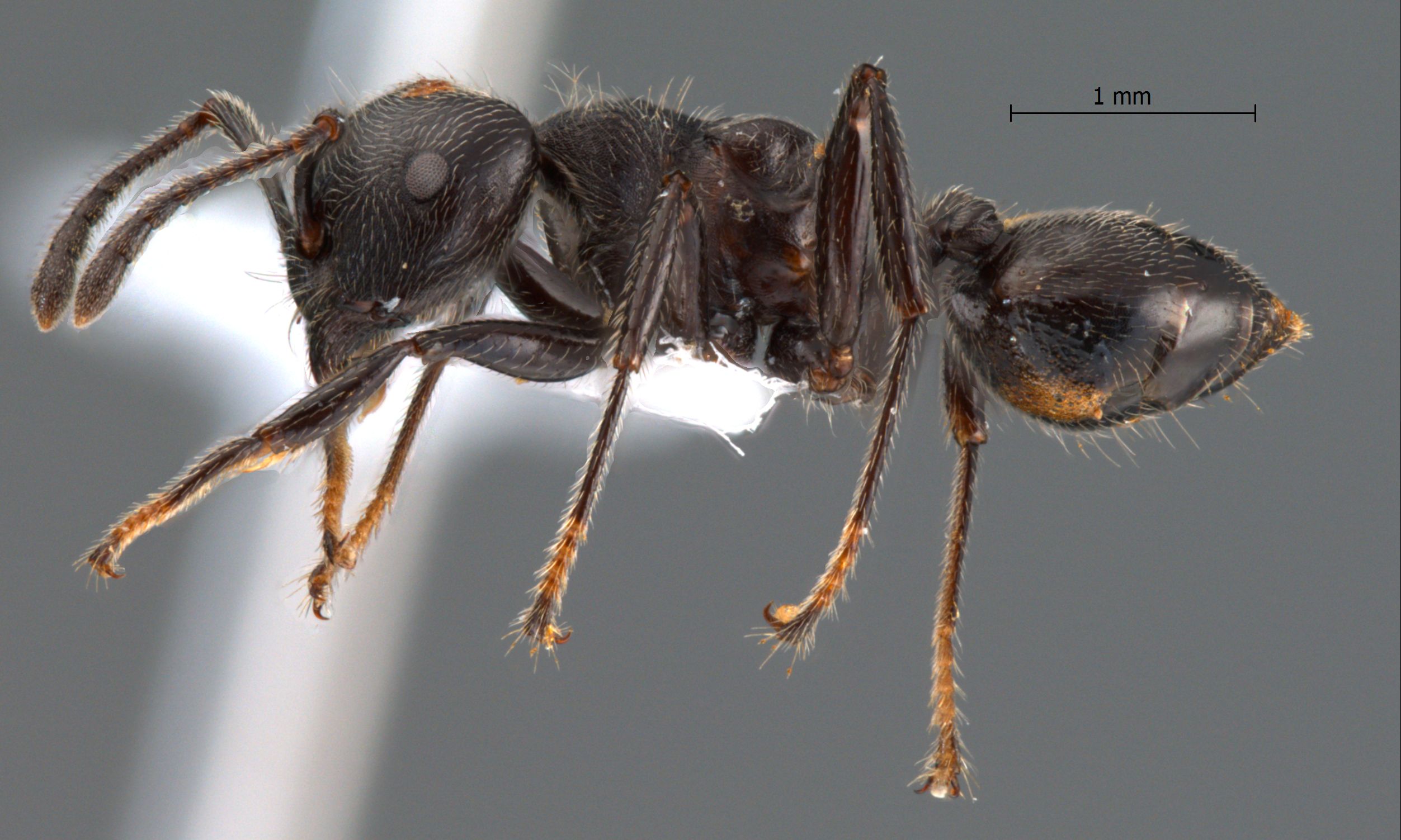 Foto Crematogaster difformis Smith, 1857 lateral