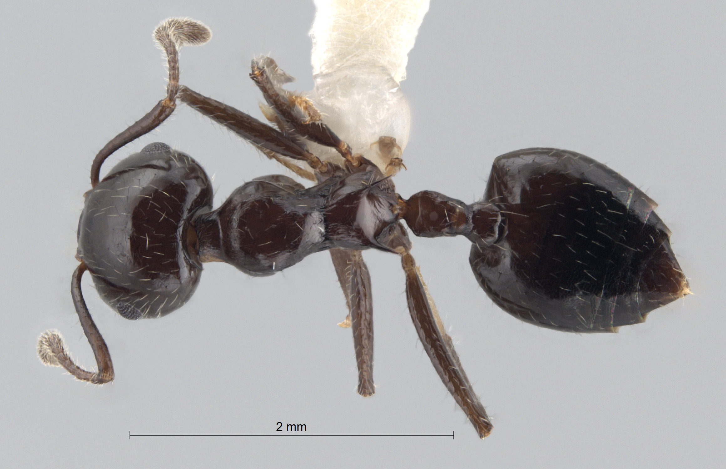 Foto Crematogaster ferrarii Emery, 1888 dorsal