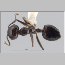 Crematogaster ferrarii Emery, 1888 dorsal