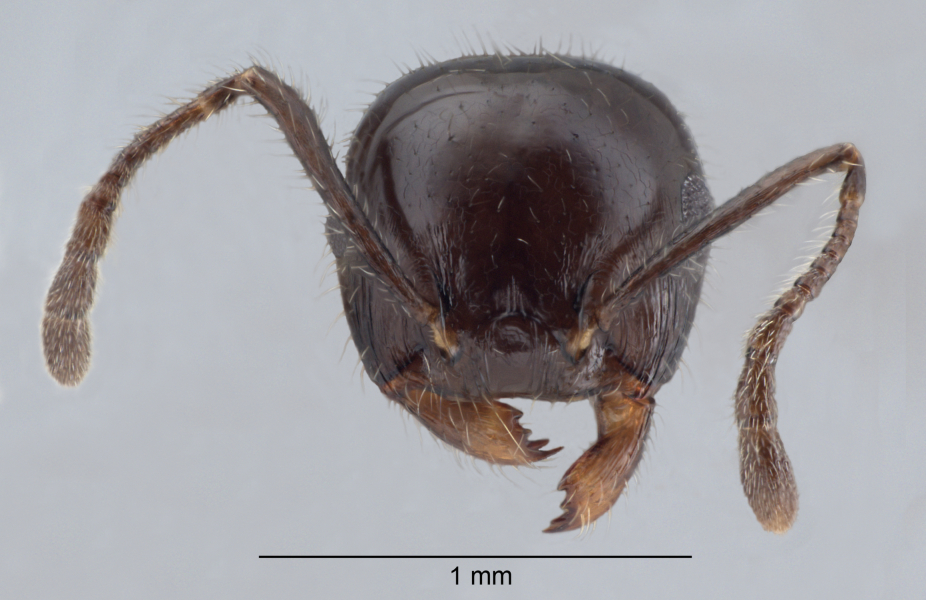 Crematogaster ferrarii Emery, 1888 frontal