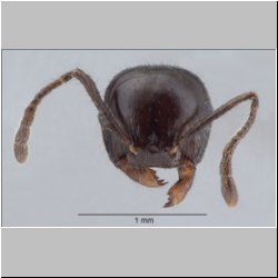 Crematogaster ferrarii Emery, 1888 frontal