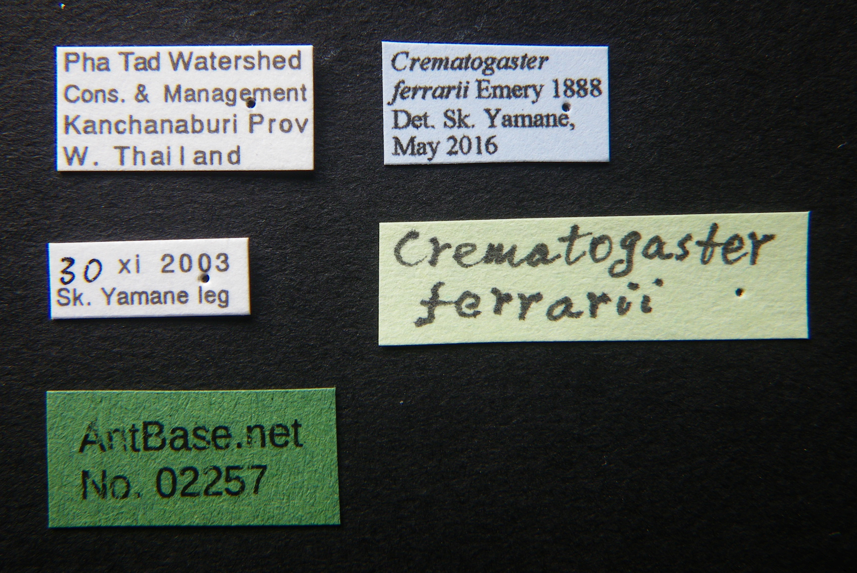 Foto Crematogaster ferrarii Emery, 1888 Label