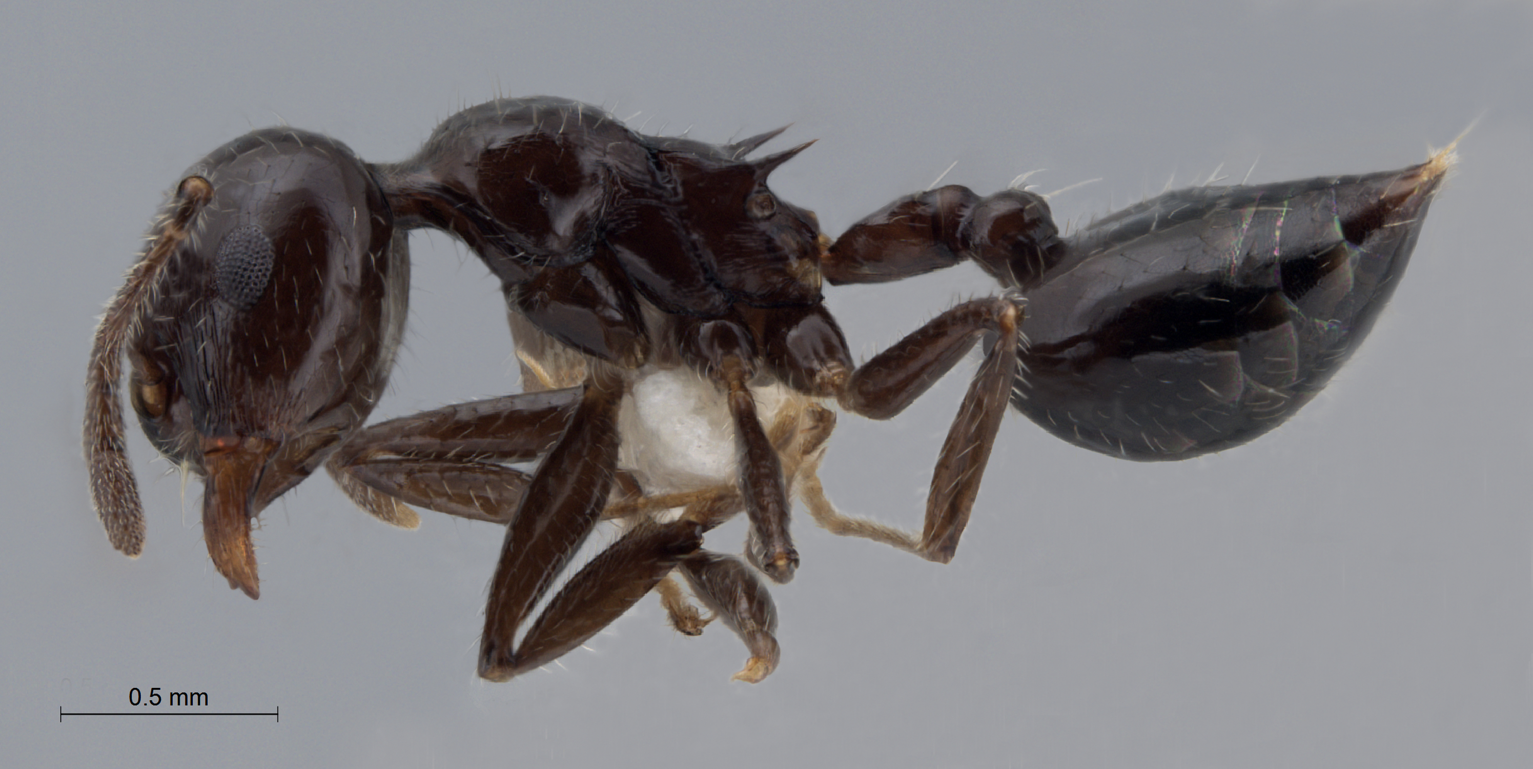 Foto Crematogaster ferrarii Emery, 1888 lateral